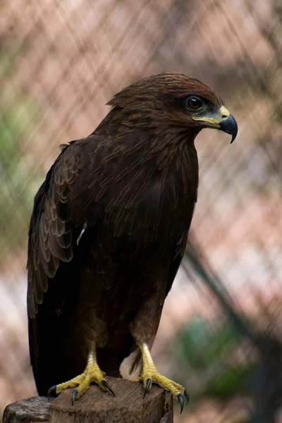 在格栅篱笆模糊的背景上 一只雄伟的草原鹰 Aquila Nipalensis 的美丽照片 — 图库照片