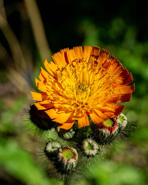 背景がぼやけているオレンジ色のタカの花 ピロセラ アウランティアカ の閉鎖 — ストック写真