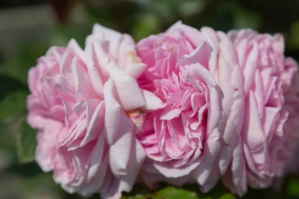 Ein Selektiver Fokus Von Drei Voll Blühenden Rosa Rosen Mit — Stockfoto