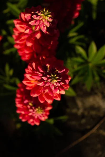 背景がぼやけている太陽の下で庭に咲く赤いダリアの垂直ショット — ストック写真