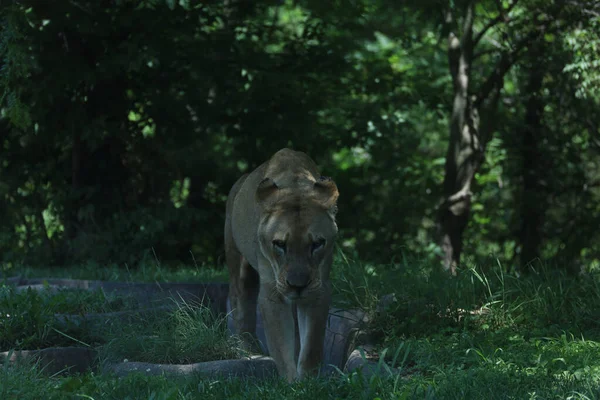 美国密苏里州堪萨斯城动物园的母狮 — 图库照片
