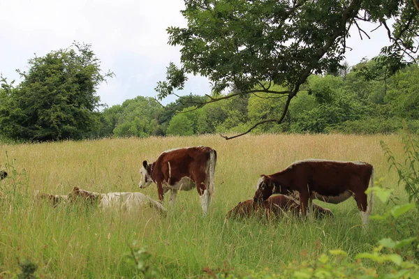 Vacas Marrons Pastando Prado Durante Dia — Fotografia de Stock