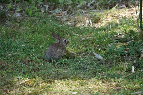 Гарний Знімок Кролика — стокове фото