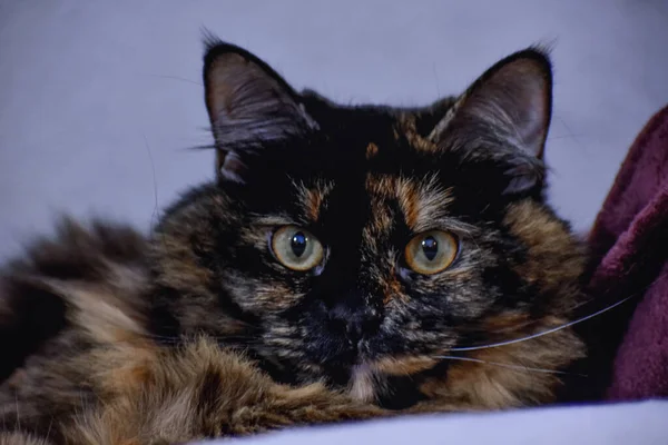 Kameraya Bakan Sevimli Bir Kaplumbağa Kabuğu Kedisinin Yakın Çekimi — Stok fotoğraf