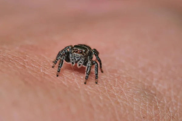 Tiro Seletivo Foco Uma Aranha Que Salta Uma Pele Masculina — Fotografia de Stock