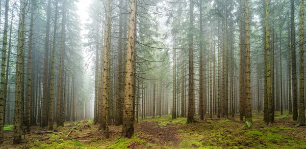 Mlhavý Les Vysokými Tenkými Stromy — Stock fotografie