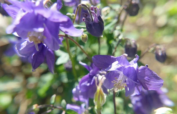 Columbine Seattle Yakın Çekimi — Stok fotoğraf