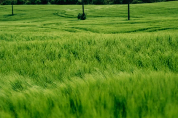 Campo Verde Brillante Erba Con Vento Dolce Che Soffia Campagna — Foto Stock