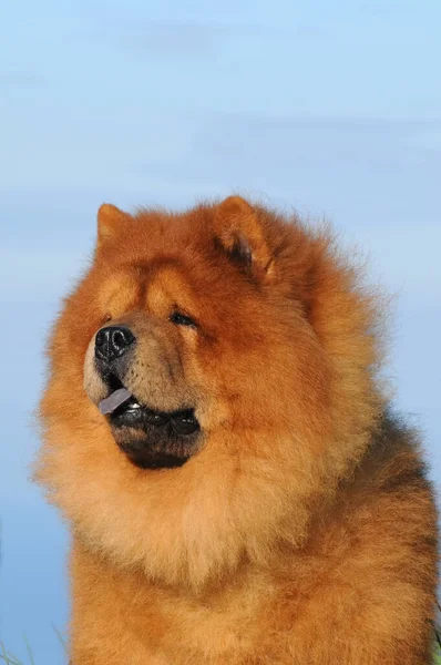 Ett Vertikalt Porträtt Söt Chow Chow Hund — Stockfoto