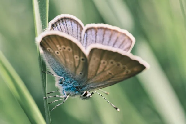 Selektywny Strzał Ostrości Motyla Zielonym Liściu Pod Sunlight — Zdjęcie stockowe