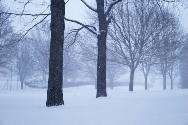 Een Opname Van Een Park Een Besneeuwde Winter — Stockfoto