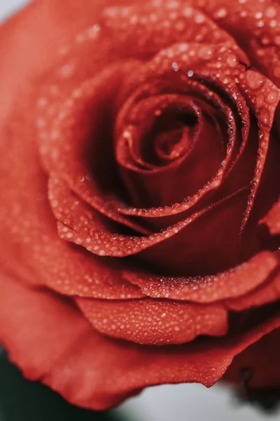 Pionowe Zbliżenie Strzał Czerwonej Róży Pokrytej Rosą — Zdjęcie stockowe