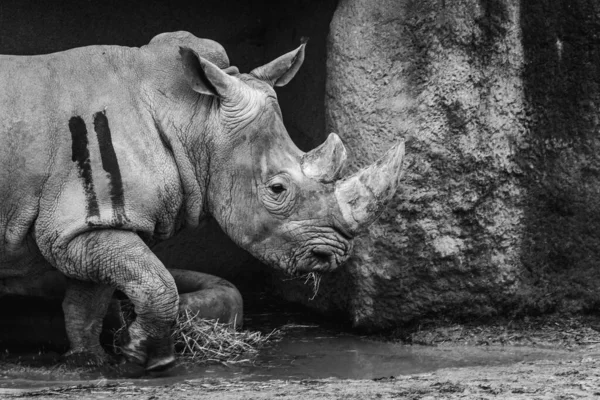 Ein Wunderschöner Graustufenblick Auf Ein Nashorn Das Zoo Spaziert — Stockfoto