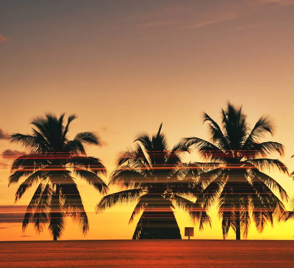 Eine Nahaufnahme Wachsender Palmen Ufer Bei Sonnenuntergang — Stockfoto