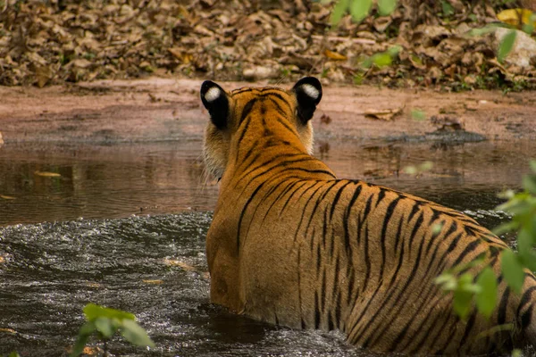 Una Hermosa Toma Majestuoso Tigre Caminando Agua Bosque —  Fotos de Stock
