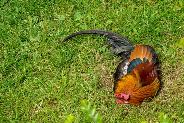 Red Rooster Sleeping Green Grass Sunny Day — Stock Photo, Image