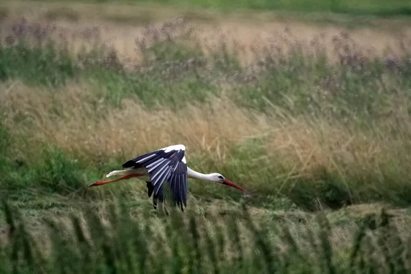 Een Close Shot Van Een Ooievaar Die Het Veld Vliegt — Stockfoto