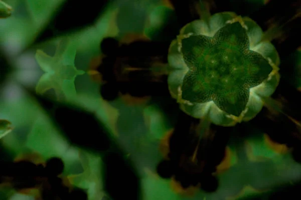 Зелений Візерунок Мандали Квітами Розмитому Фоні — стокове фото