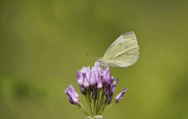 背景のぼやけた花の上に白い蝶のキャベツのクローズアップ — ストック写真