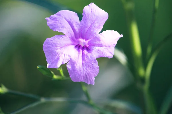 Tiro Close Uma Bela Flor Violeta Fundo Verde Borrado Gar — Fotografia de Stock