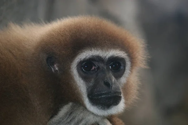 Brun Gibbon Ett Zoo — Stockfoto