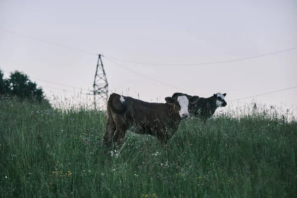 Primer Plano Vacas Pastando Entre Flores Silvestres —  Fotos de Stock