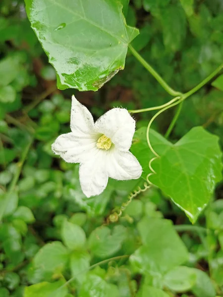 Pionowe Ujęcie Białego Kwiatu Coccinia Grandis Zielonymi Liśćmi Tle — Zdjęcie stockowe