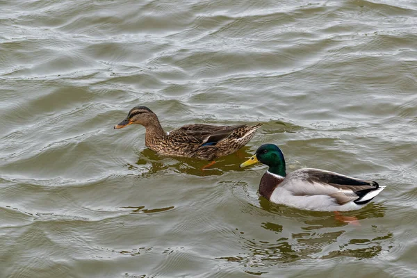 Les Deux Adorables Canards Nageant Dans Eau Ondulée — Photo