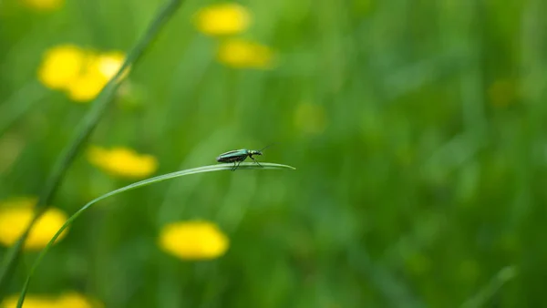 Mise Point Sélective Insecte Sur Une Herbe — Photo