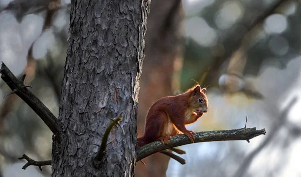 Selective Focus Shot Cute Squirrel Tree — Stock Photo, Image