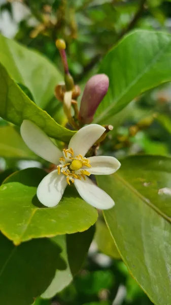 Eine Nahaufnahme Der Weißen Blume Eines Zitronenbaums Der Garten Wächst — Stockfoto