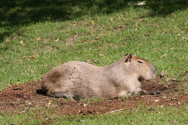 Egy Capybara Zöld Füvön — Stock Fotó