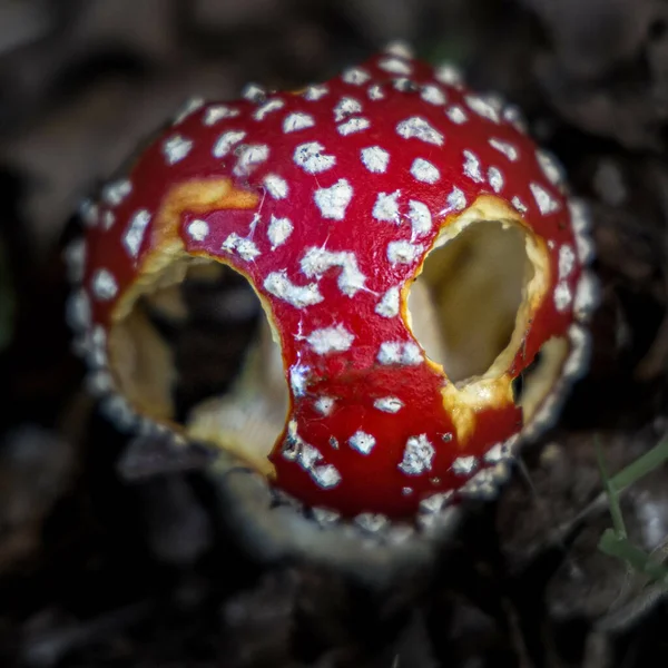 Měkké Ohnisko Muškařské Agarické Houby Obrovskými Dutými Otvory Lesní Podlaze — Stock fotografie