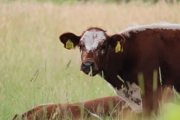 草原上一头棕色奶牛的特写镜头 — 图库照片