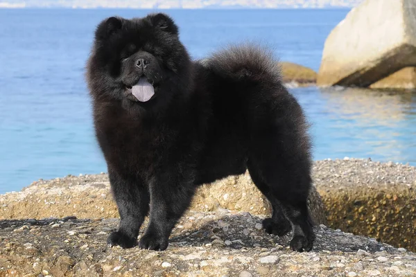 Detailní Záběr Černého Psa Chow Chow — Stock fotografie