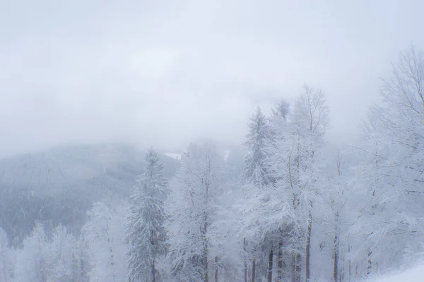 Een Prachtig Shot Van Besneeuwde Bergen Bomen — Stockfoto