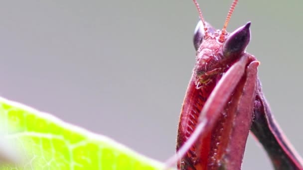 Close Uma Bela Borboleta Vermelha Branca — Vídeo de Stock