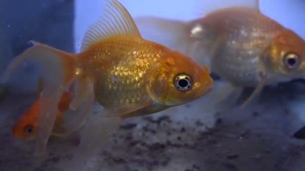 Peixes Dourados Nadam Aquário — Vídeo de Stock
