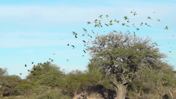 Oiseau Dans Nature — Video