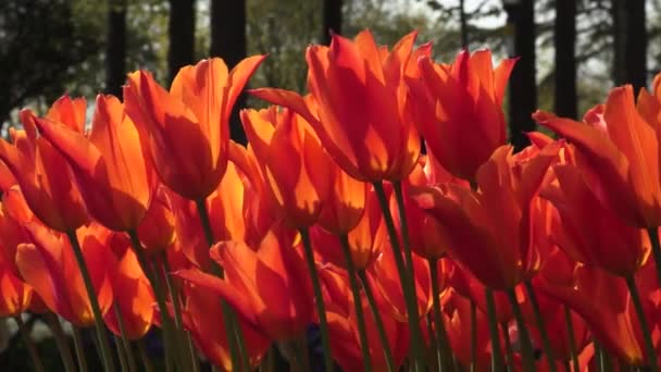 Belas Flores Brilhantes Crescendo Jardim Dia Ensolarado Verão — Vídeo de Stock