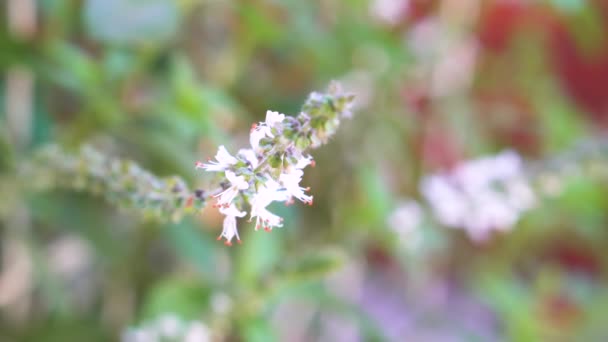 Schöne Blumen Garten — Stockvideo