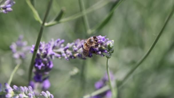 Mooi Botanisch Schot Natuurlijk Behang — Stockvideo