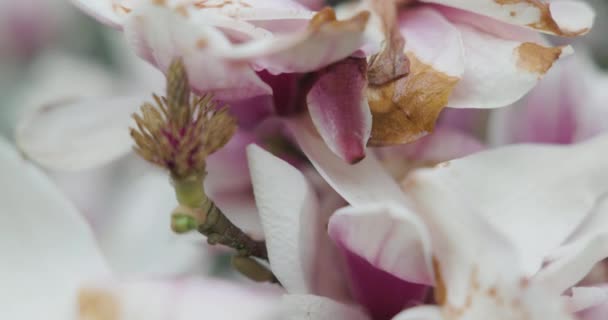 Rama Árbol Con Hermosas Flores Magnolia Brillante Creciendo Jardín Verano — Vídeo de stock
