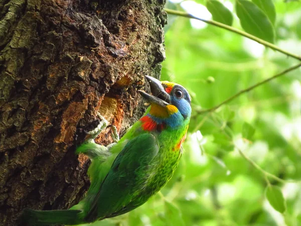 Tchajwanský Barbet Psilopogon Nuchalis Stromě — Stock fotografie