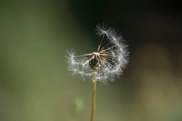 Eine Selektive Fokusaufnahme Eines Pusteblume — Stockfoto