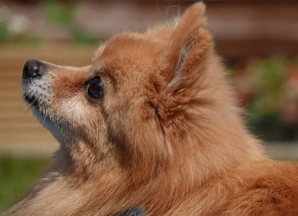 Primo Piano Vista Laterale Adorabile Cane Pomeriano Sotto Sole — Foto Stock