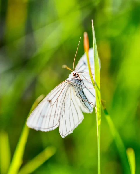 Plan Macro Papillon Aubépine Sur Herbe Verte Sur Fond Flou — Photo