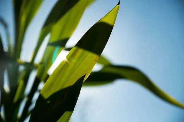 Közelkép Napfényről Ahogy Átsüt Növény Zöld Levelein — Stock Fotó