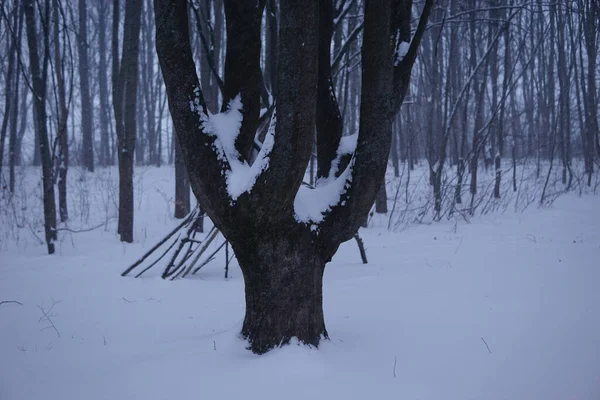 Ένα Πλάνο Από Δέντρα Καλυμμένα Χιόνι Χειμώνα — Φωτογραφία Αρχείου