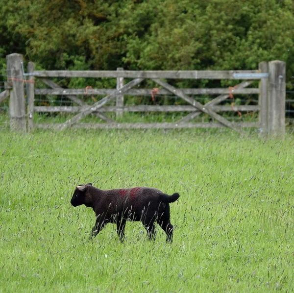 Una Pequeña Oveja Negra Caminando Sola Medio Campo Hierba Cercado — Foto de Stock